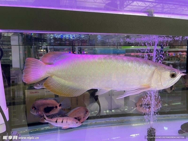 銀龍魚觀賞魚圖片