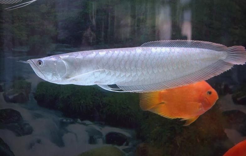 銀龍魚觀賞魚圖片
