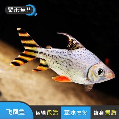 飛鳳魚和龍魚能混養嗎（飛鳳魚和龍魚可以一起養嗎？）