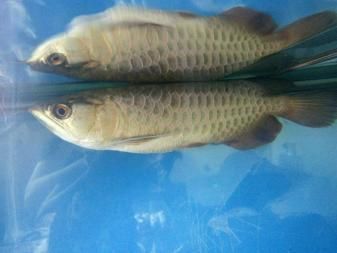 金龍魚a過和b過的區別是什么（如何鑒別金龍魚a過與b過）