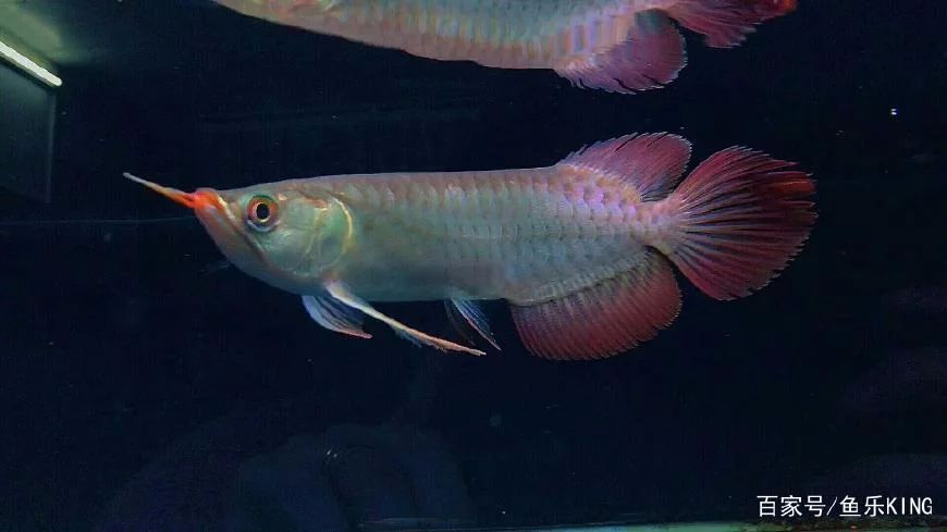 龍魚燈光顏色：龍魚燈光顏色的選擇