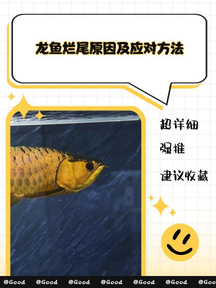 如何預防龍魚爛尾感染？