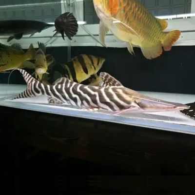 龍魚熱帶魚：如何挑選健康的龍魚苗