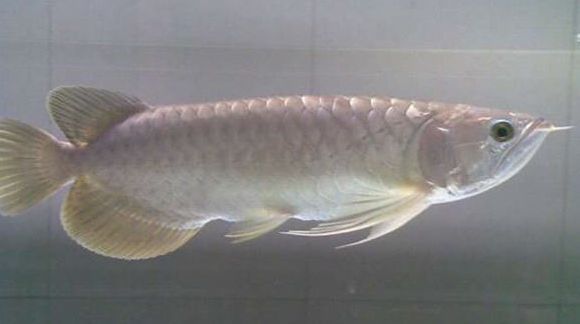 金龍魚吃的多嗎（金龍魚的食量與健康關系）