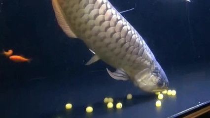 龍魚下蛋是什么兆頭：龍魚下蛋在不同的文化背景和養殖者中可能有不同寓意和象征