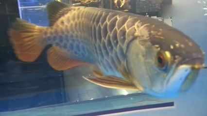 過背金龍魚白底魚缸是否發(fā)色更好：過背金龍魚白底魚缸是否發(fā)色更好呢？
