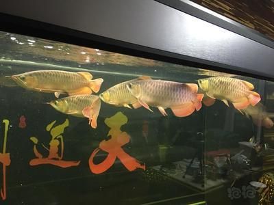 可以和龍魚混養的熱帶魚有哪些品種，將熱帶魚與龍魚混養的熱帶魚品種是根據搜索結果總結的