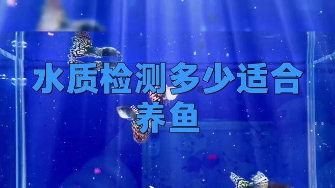 如何檢測水質是否適合補養新魚？