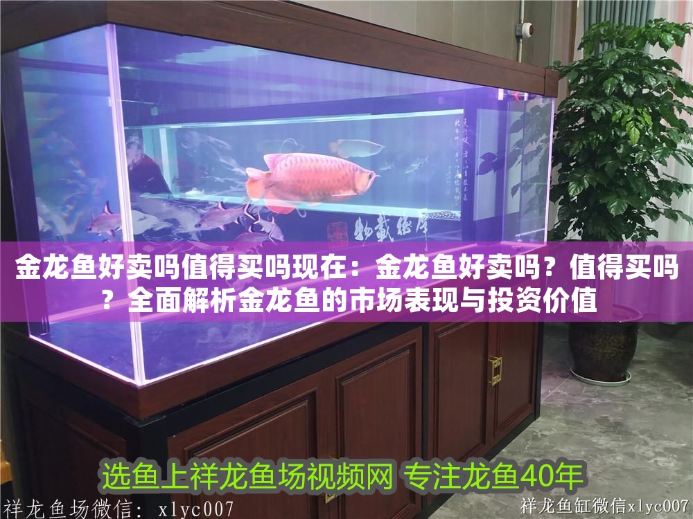 金龍魚好賣嗎值得買嗎現在：金龍魚好賣嗎？值得買嗎？全面解析金龍魚的市場表現與投資價值