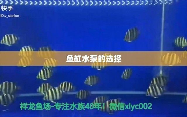 龍魚缸水泵選水體的幾倍（選擇合適的水泵對于保持龍魚缸水質清潔和健康至關重要）