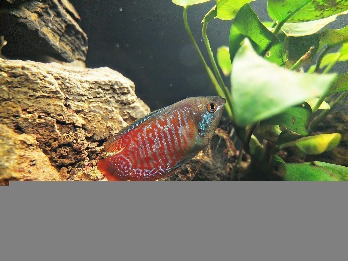 火龍魚怎么繁殖