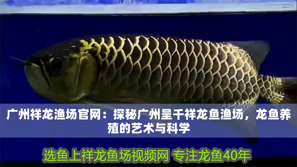 廣州祥龍漁場(chǎng)官網(wǎng)：探秘廣州呈千祥龍魚(yú)漁場(chǎng)，龍魚(yú)養(yǎng)殖的藝術(shù)與科學(xué)