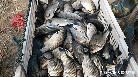 鯉魚好養還是鯽魚好養