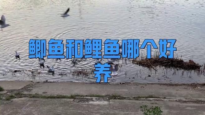 鯉魚好養還是鯽魚好養