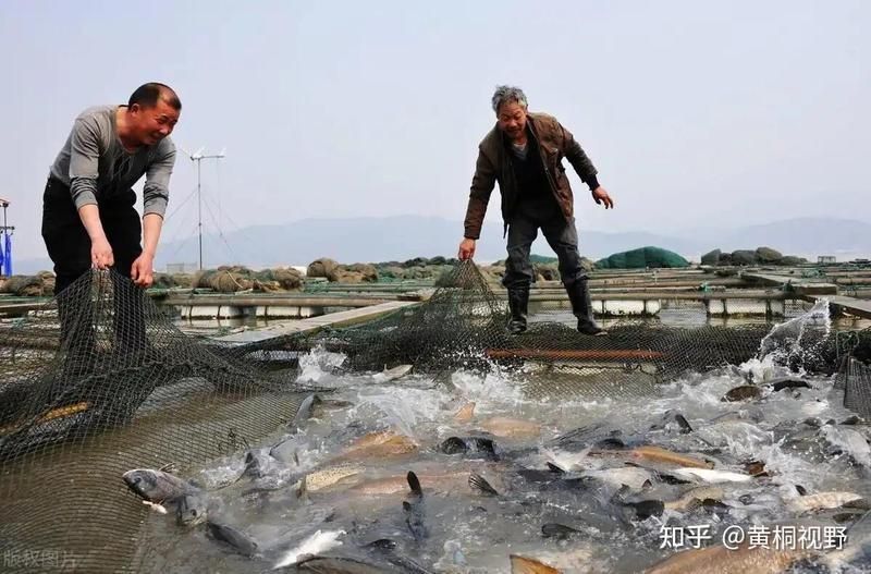 鯉魚好養還是鯽魚好養