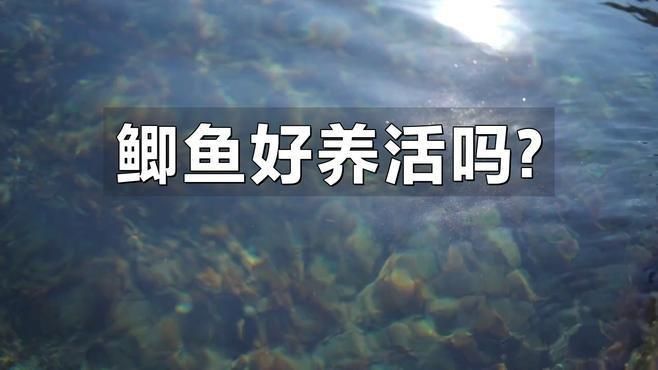 鯉魚好養還是鯽魚好養