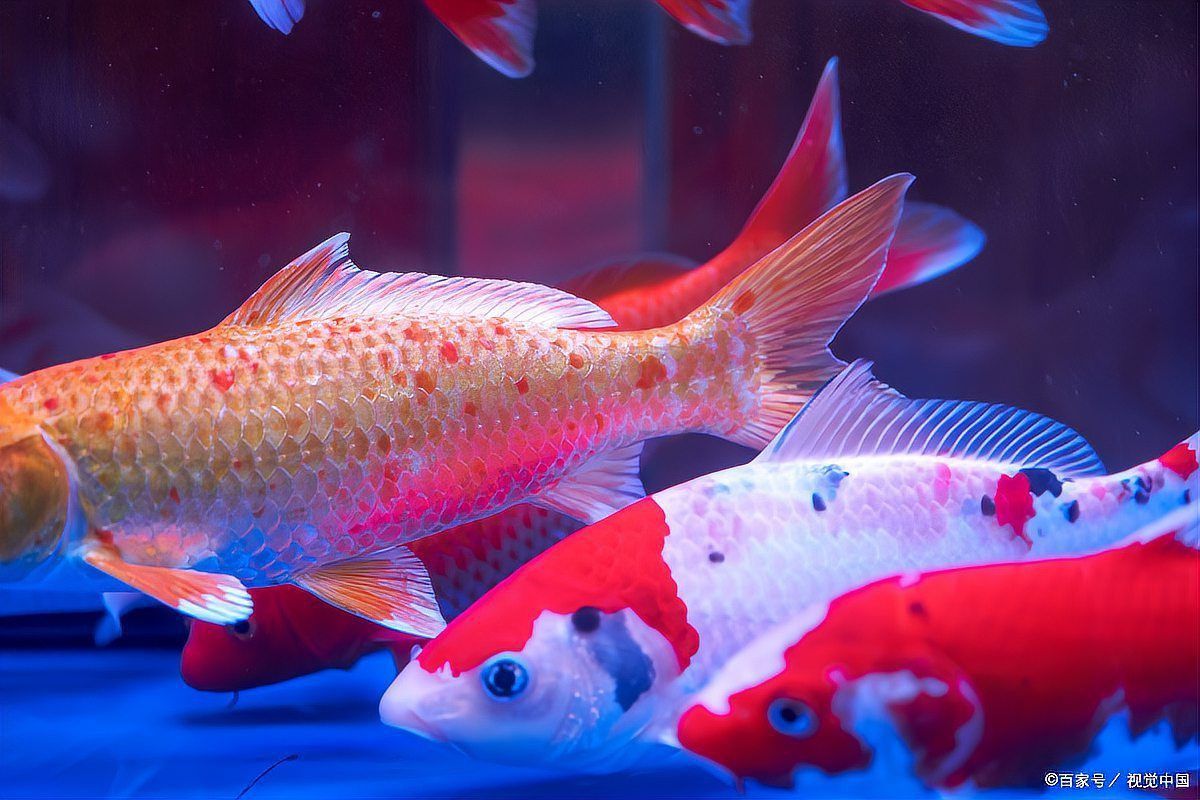 鯉魚好養還是鯽魚好養