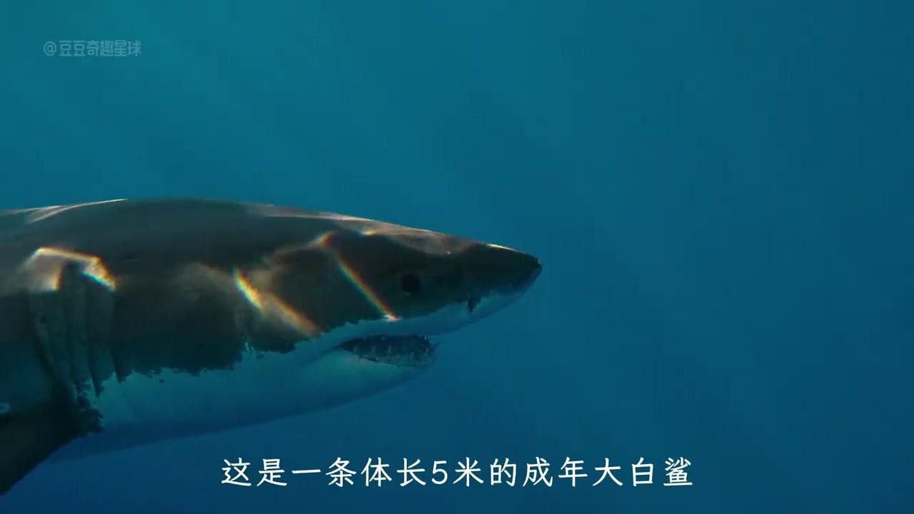 巨型金龍魚和虎鯨哪個厲害