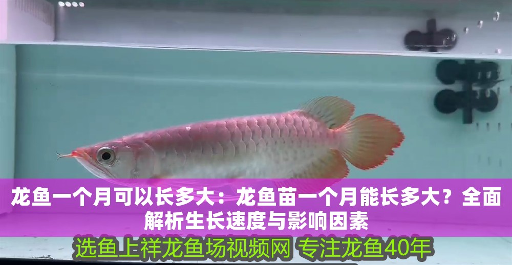 龍魚一個月可以長多大：龍魚苗一個月能長多大？全面解析生長速度與影響因素