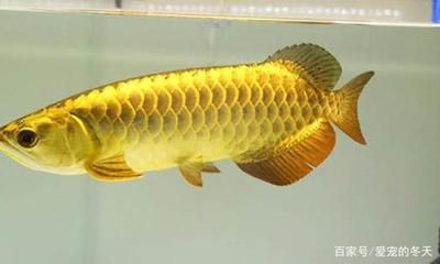 金龍魚有幾個品種，金龍魚的品種分類及種類