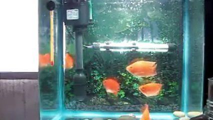 龍魚鸚鵡魚怎么喂食：龍魚和鸚鵡魚怎么喂食