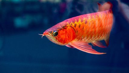 紅色金龍魚的寓意和象征是什么？：紅色金龍魚的寓意和象征