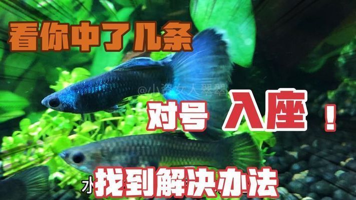 白龍魚不吃食怎么辦：白龍魚不吃食怎么辦，