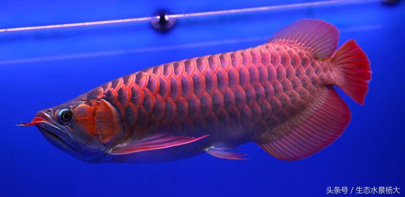 哪一種龍魚好養殖又便宜（最便宜、最好養的龍魚品種之一，星點龍魚風水寓意解析）