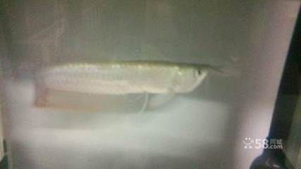 哪一種龍魚好養殖又便宜（最便宜、最好養的龍魚品種之一，星點龍魚風水寓意解析）