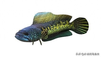 龍魚與黑魚（龍魚與黑魚在外觀、生活習性、水質要求、飲食習性等方面都有所不同）