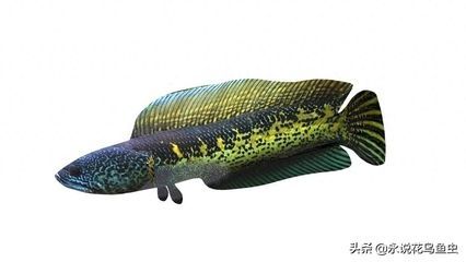 龍魚與黑魚（龍魚與黑魚在外觀、生活習性、水質要求、飲食習性等方面都有所不同）