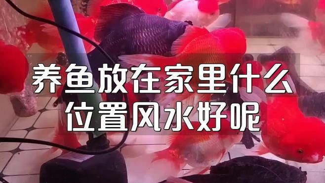 屬龍人養(yǎng)魚的最佳方位在哪里？
