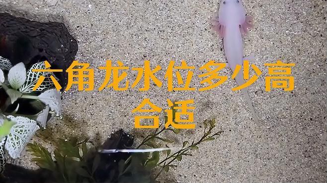 六角龍魚飼養水位