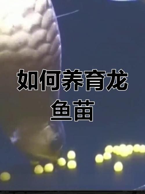 龍魚小時候長什么樣子圖片欣賞