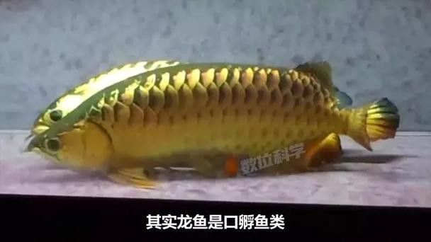 龍魚小時候長什么樣子圖片欣賞