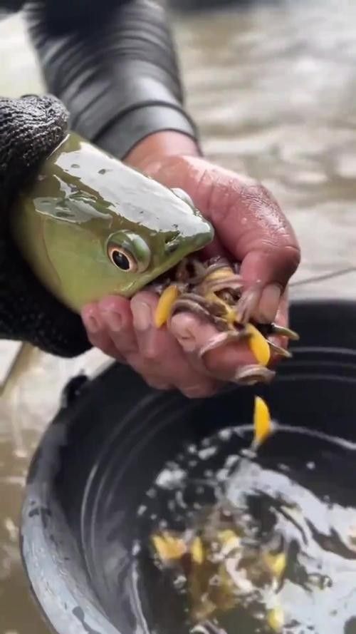 龍魚小時候長什么樣子圖片欣賞