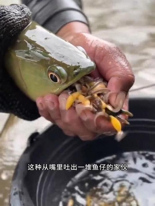 龍魚小時候長什么樣子圖片欣賞