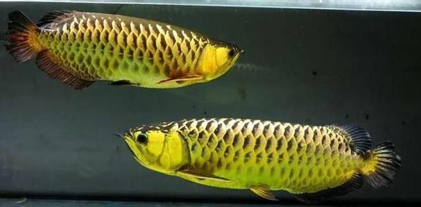 龍魚小時候長什么樣子圖片欣賞