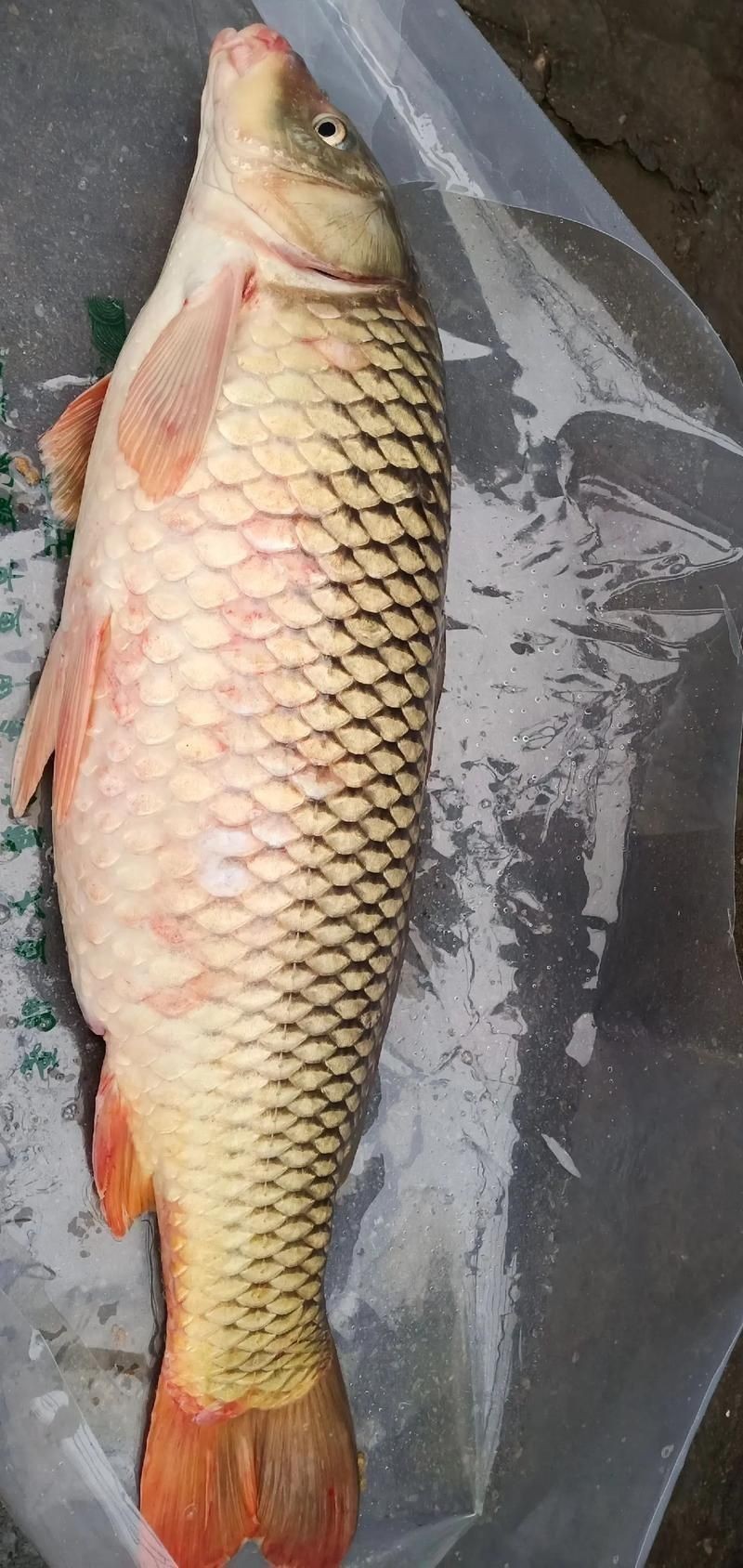 鯉魚真實照片