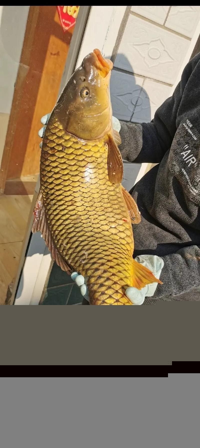 鯉魚真實照片