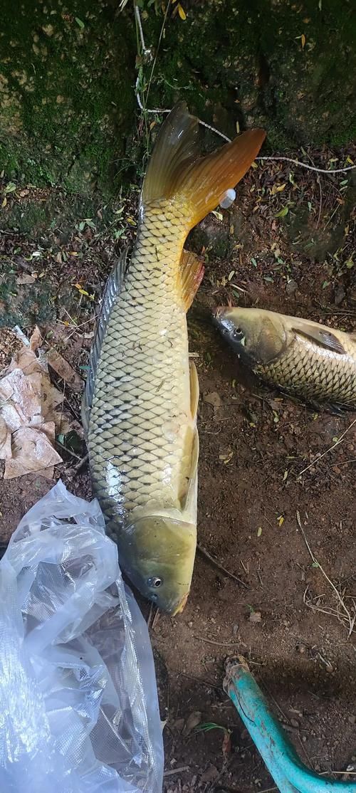 鯉魚真實照片