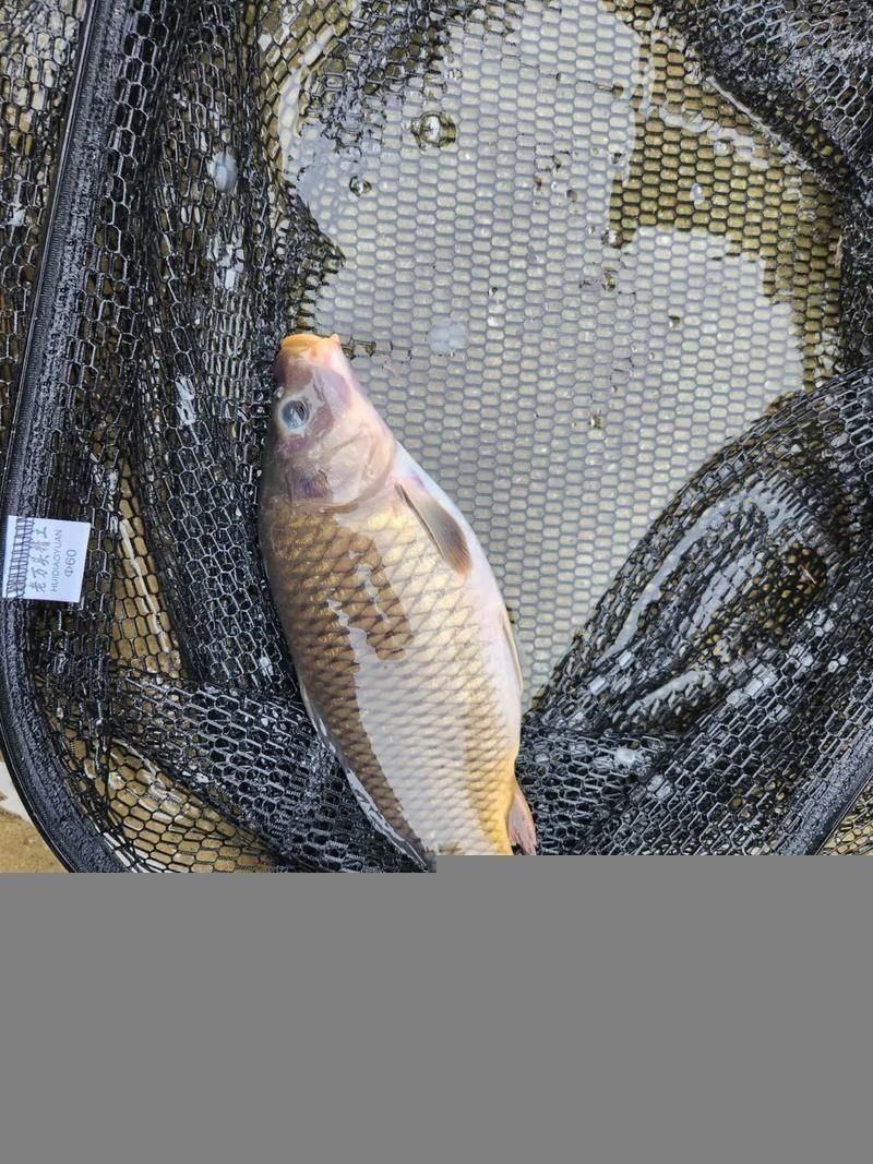鯉魚真實照片