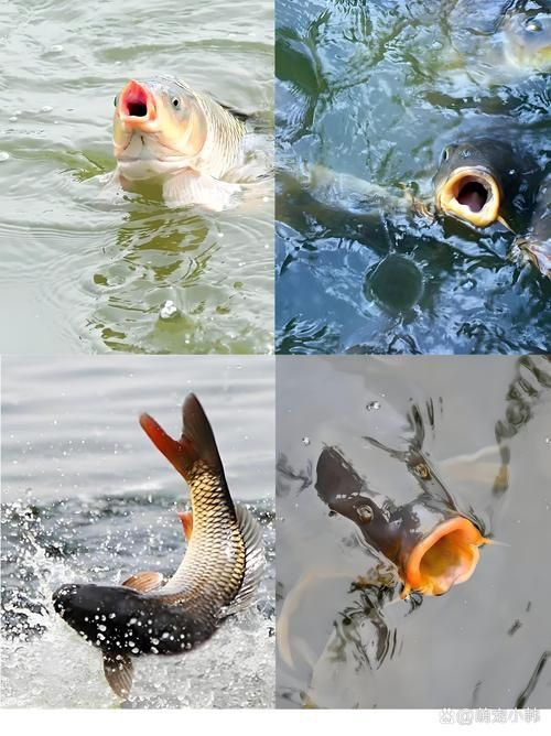 鯉魚真實照片