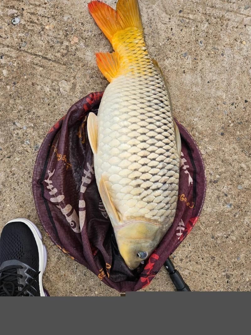 鯉魚真實照片