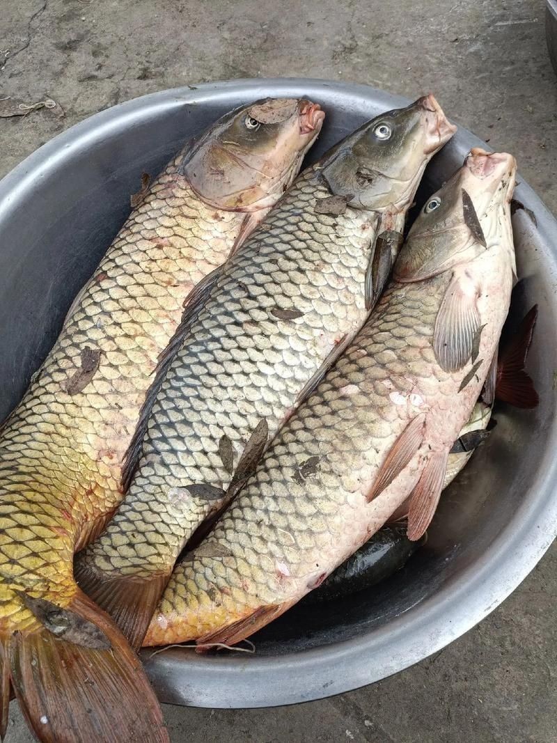 鯉魚真實照片