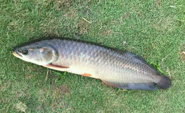 龍魚要多少錢一斤：觀賞魚市場價格信息：龍魚品種、品相、規格等因素而有很大差異