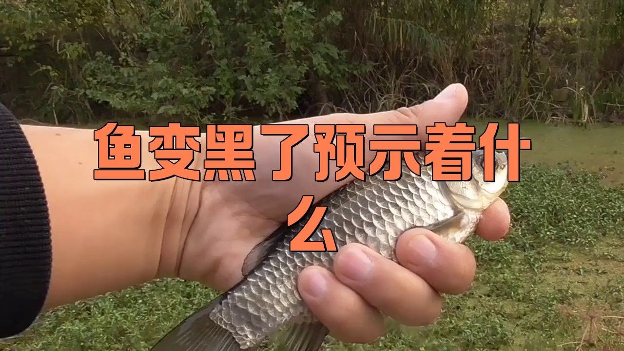 金龍魚顏色變黑怎辦