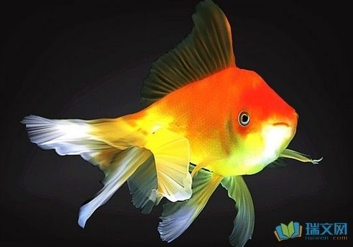 關于魚缸里的魚的唯美句子（如何拍攝魚缸美景照片）