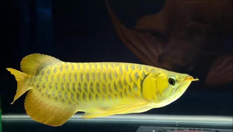 金色龍魚多少錢一只圖片