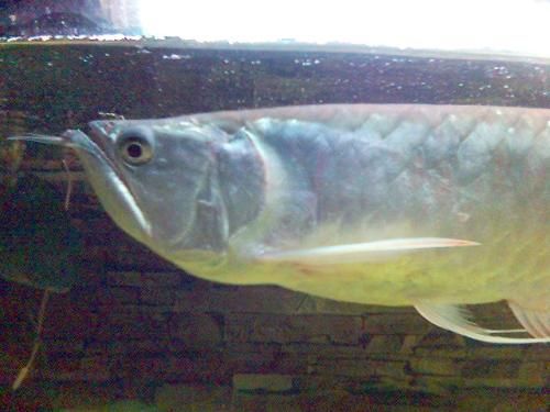 銀龍魚眼睛白點(diǎn)（銀龍魚眼睛出現(xiàn)白點(diǎn)可能是由多種因素引起的）